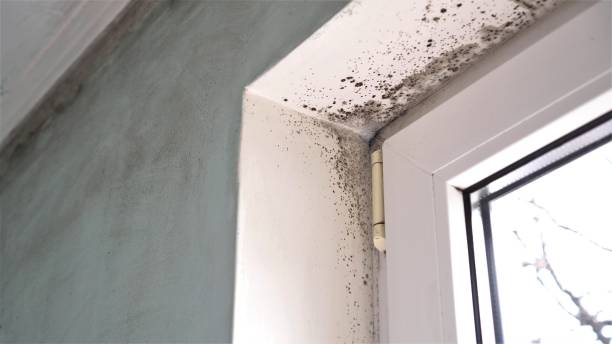 Best Local Mold Removal Service  in Shenorock, NY