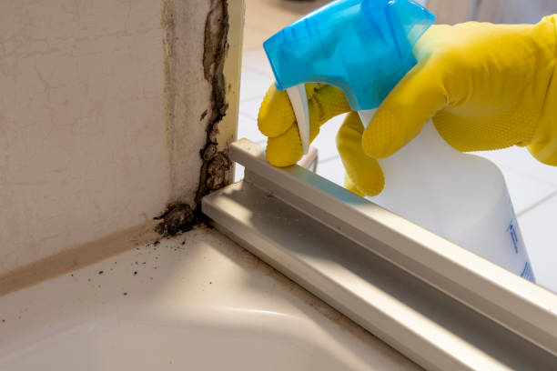 Best Commercial Mold Removal  in Shenorock, NY