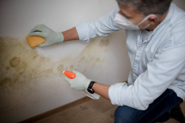 Best Toxic Mold Removal  in Shenorock, NY