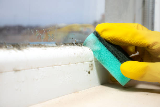 Best Mold Damage Repair  in Shenorock, NY
