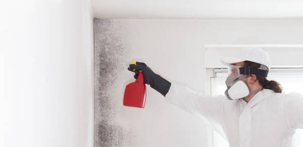 Best Professional Mold Removal  in Shenorock, NY