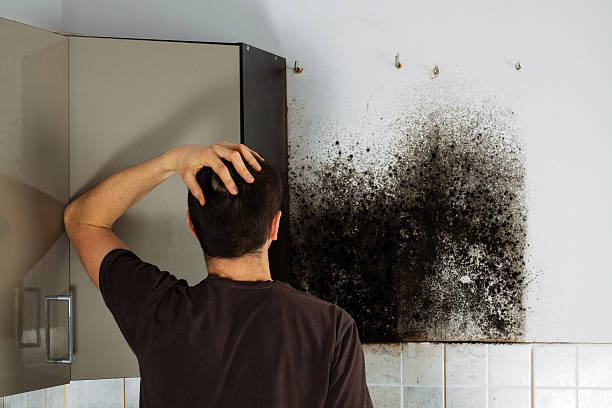 Best Certified Mold Removal  in Shenorock, NY