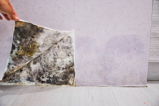 Best Mold Removal Company Near Me  in Shenorock, NY